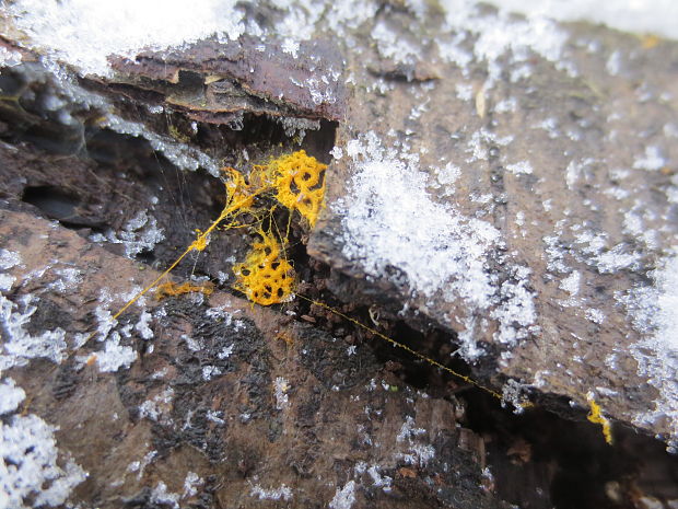 slizovka Hemitrichia serpula (Scop.) Rostaf.