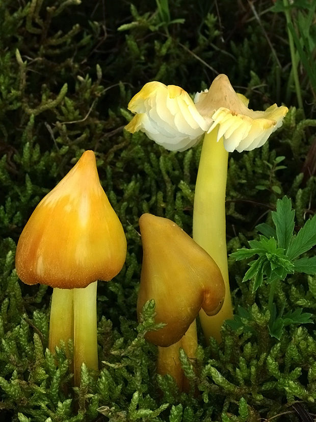 lúčnica sírovožltá Hygrocybe citrinovirens (J.E. Lange) Jul. Schäff.