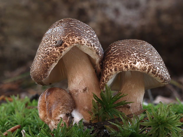 bedlička Lepiota sp.