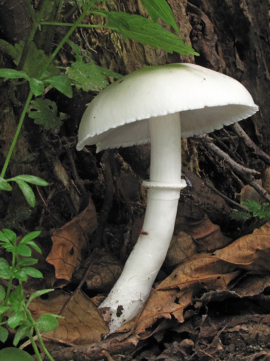 bedlica ružovolupeňová Leucoagaricus leucothites (Vittad.) Wasser