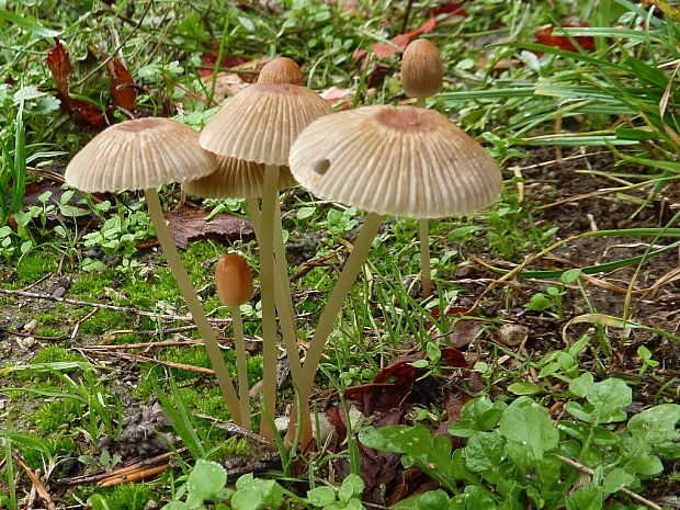 hnojník veľkovýtrusný Parasola megasperma (P.D. Orton) Redhead, Vilgalys & Hopple