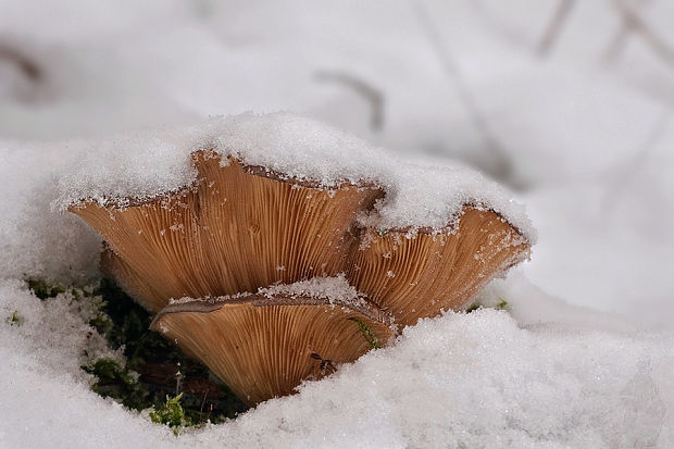 pňovka neskorá Sarcomyxa serotina (Pers.) P. Karst.