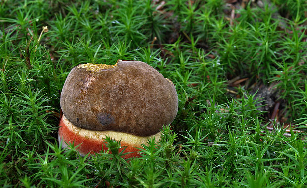 hríb zrnitohlúbikový Sutorius luridiformis (Rostk.) G. Wu & Zhu L. Yang