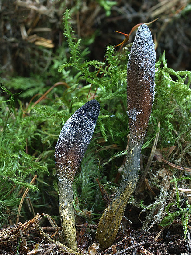 žezlovka srnková Tolypocladium ophioglossoides (J.F. Gmel.) Quandt, Kepler & Spatafora