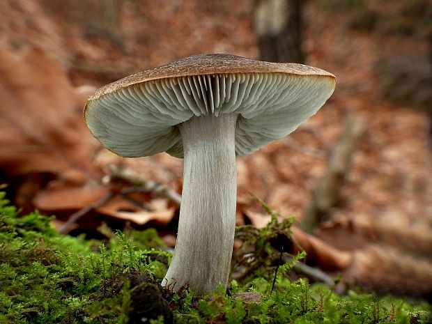 čírovka Tricholoma sp.