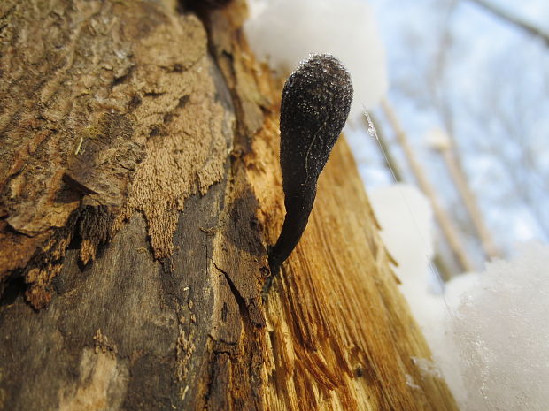 drevnatec štíhly Xylaria longipes Nitschke