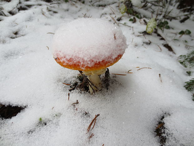 muchotrávka červená Amanita muscaria (L.) Lam.