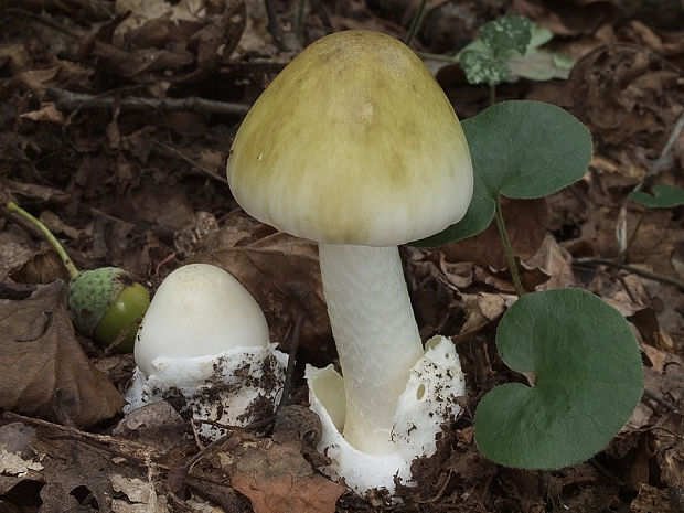 muchotrávka zelená Amanita phalloides (Vaill. ex Fr.) Link