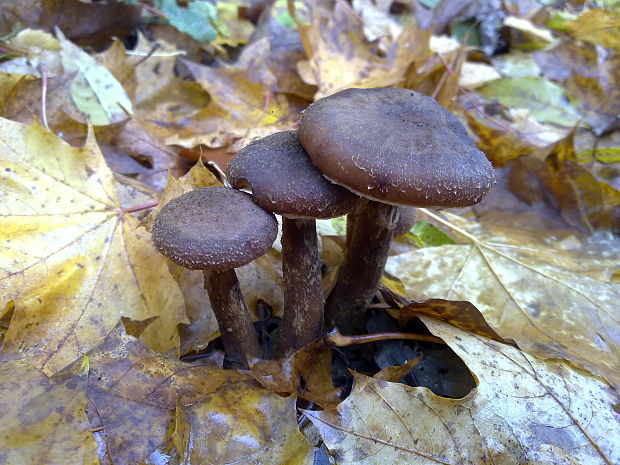 podpňovka obyčajná Armillaria mellea (Vahl) P. Kumm.