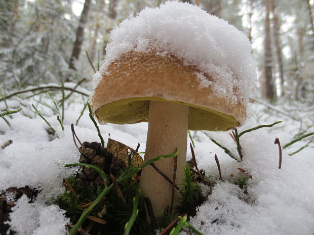 hríb smrekový Boletus edulis Bull.