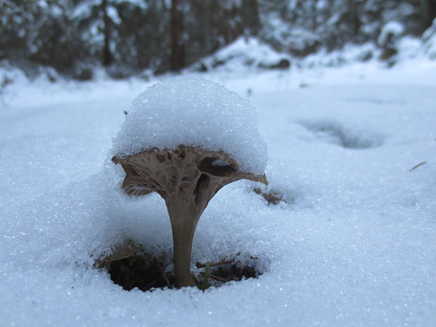 kuriatko žltohnedé Cantharellus lutescens Fr.