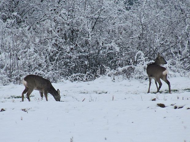 srnec hôrny-srna Capreolus capreolus