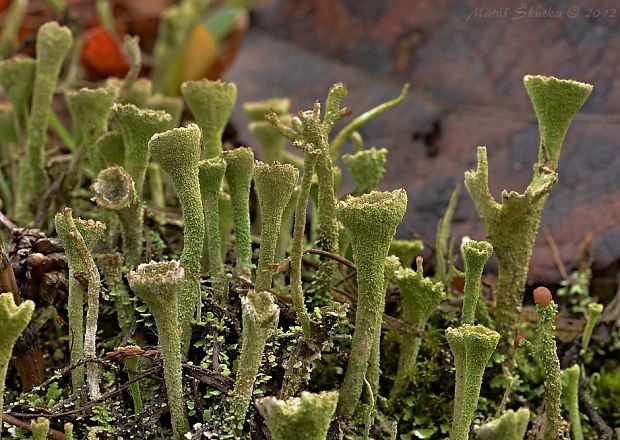 dutohlávka riasnatá Cladonia fimbriata (L.) Fr.