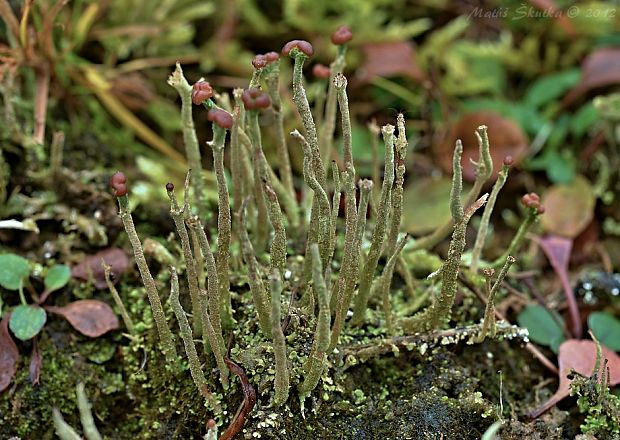 dutohlávka parohovitá  Cladonia subulata (L.) Weber ex F.H. Wigg.