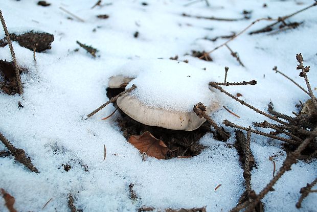 strmuľka inovaťová Clitocybe nebularis (Batsch) P. Kumm.