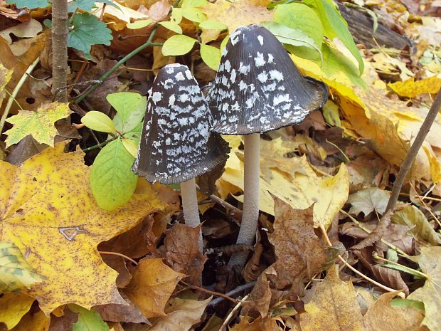 hnojník strakatý Coprinopsis picacea (Bull.) Redhead, Vilgalys & Moncalvo