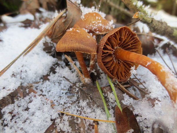 pavučinovec Cortinarius sp.