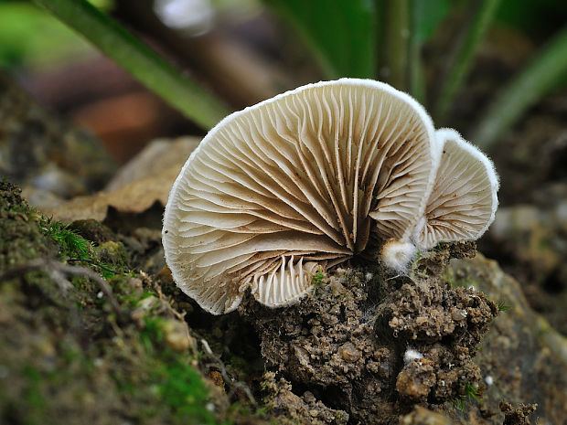 pahliva Crepidotus sp.