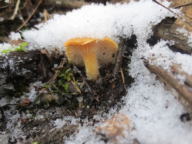 lúčnica statná Cuphophyllus pratensis (Fr.) Bon