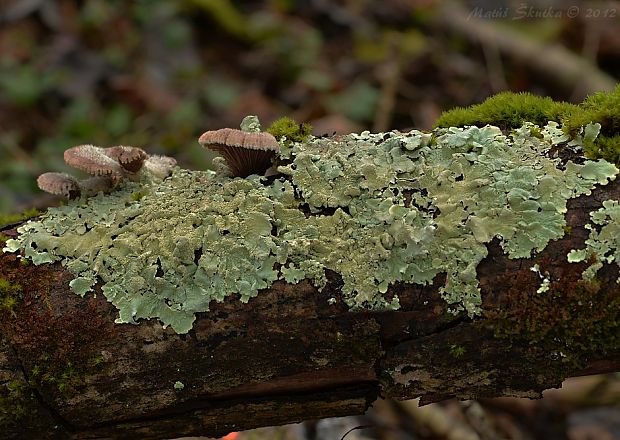 diskovka kučeravá Flavoparmelia caperata (L.) Hale