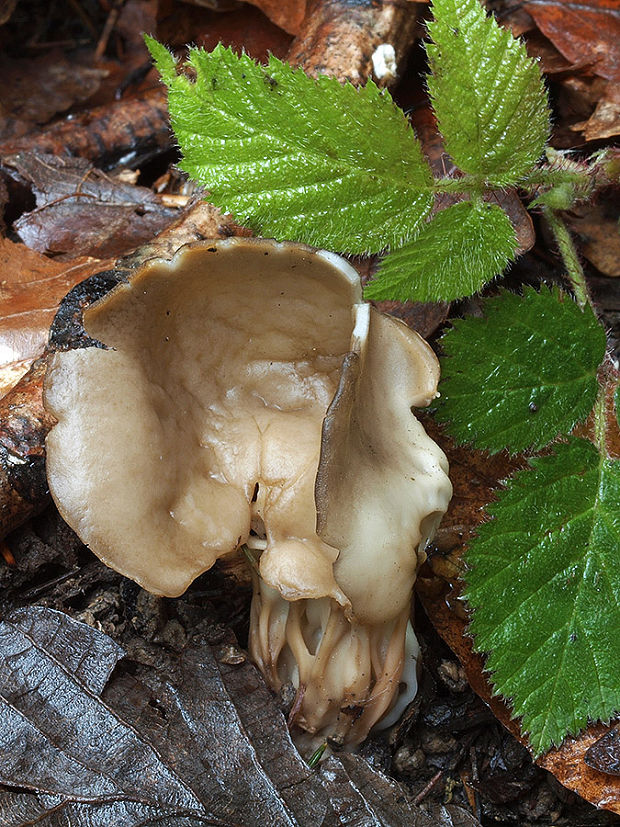 chriapač kalíškovitý Helvella acetabulum (L.) Quél.