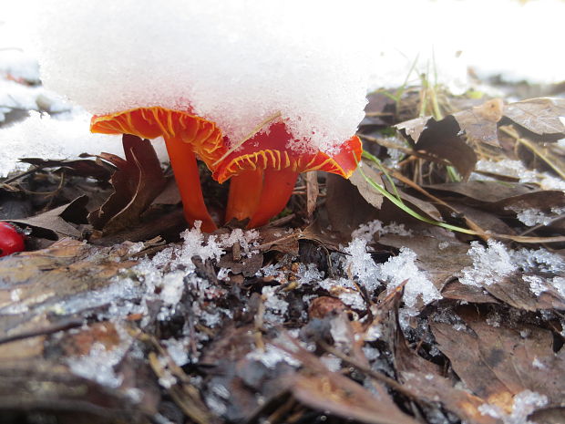 lúčnica šarlátová Hygrocybe coccinea (Schaeff.) P. Kumm.