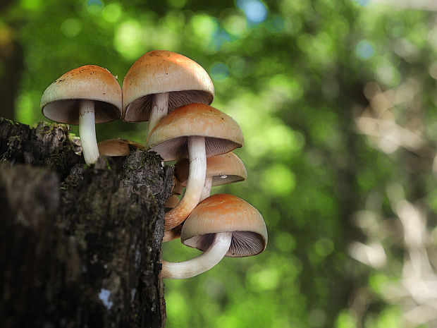 strapcovka tehlovočervená Hypholoma lateritium (Schaeff.) P. Kumm.