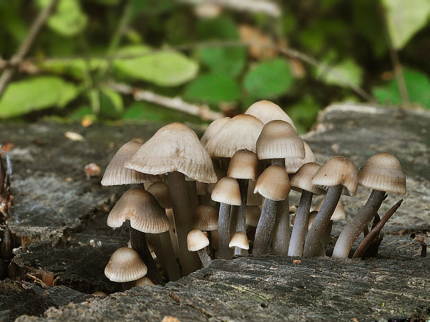 prilbička hnedosivá Mycena tintinnabulum (Paulet) Quél.