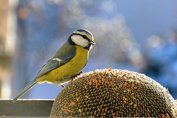 sýkorka belasá Parus caeruleus