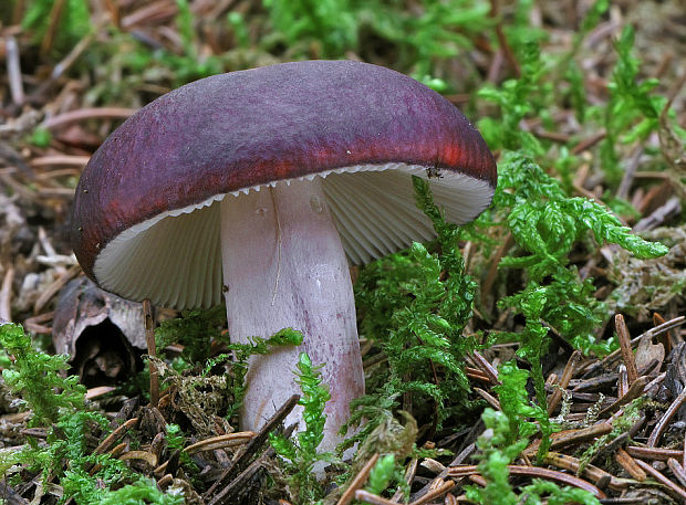 plávka Russula sp.