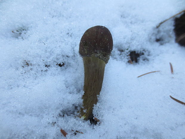 žezlovka hlavičkatá Tolypocladium capitatum (Holmsk.) Quandt, Kepler & Spatafora