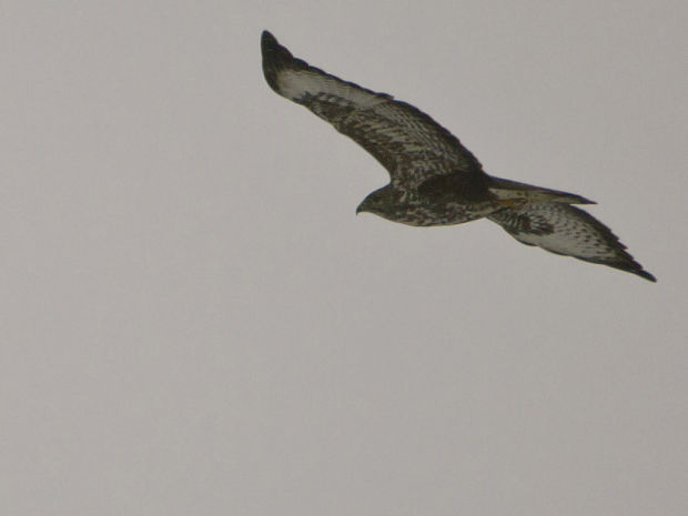 myšiak hôrny Buteo buteo