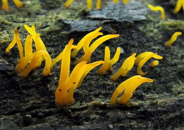 parôžkovec malý Calocera cornea (Fr.) Loud.