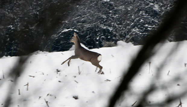 srnec lesný Capreolus capreolus