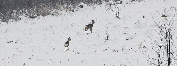 srnec lesný Capreolus capreolus