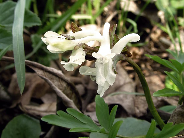 chochlačka dutá Corydalis cava (L.) Schweigg. et Körte