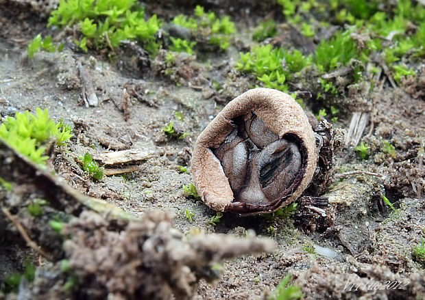 čiaškovec Cyathus sp.