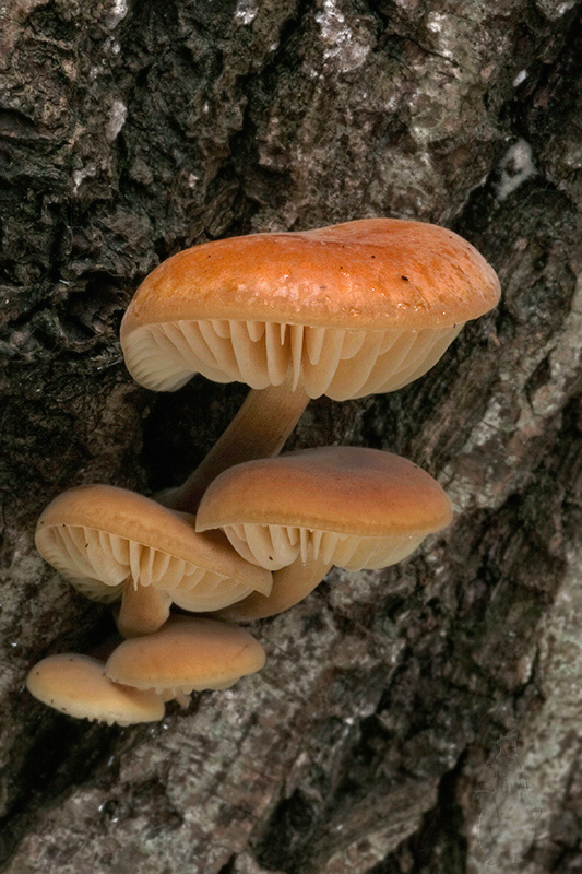 plamienka Flammulina sp.