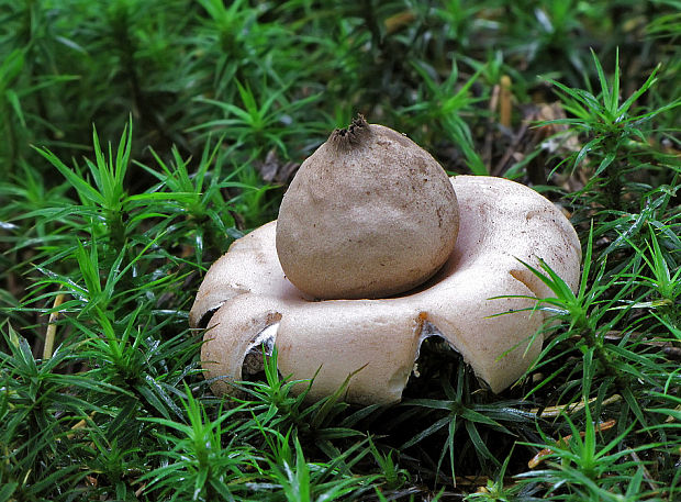 hviezdovka strapkatá Geastrum fimbriatum Fr.