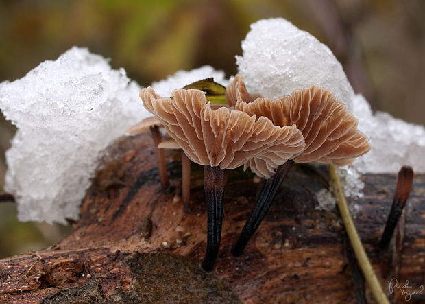 špička smradľavá Gymnopus foetidus (Sowerby) J.L. Mata & R.H. Petersen