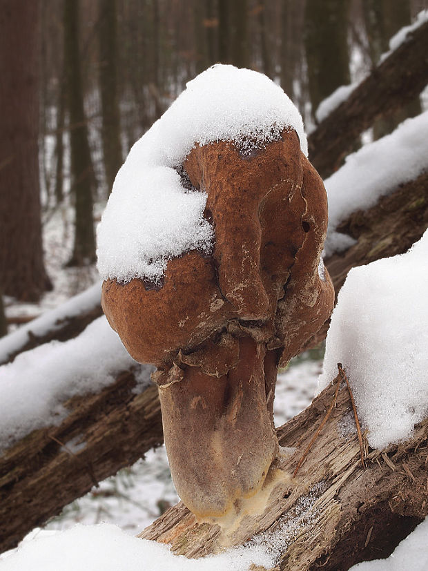 ušiak mitrovitý Gyromitra infula (Schaeff.) Quél.