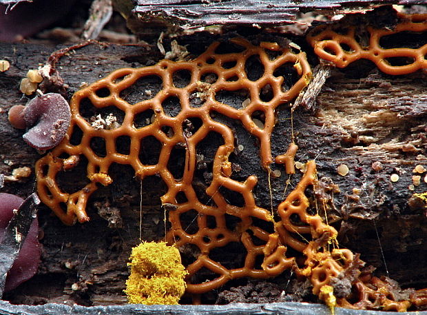 slizovka Hemitrichia serpula (Scop.) Rostaf.