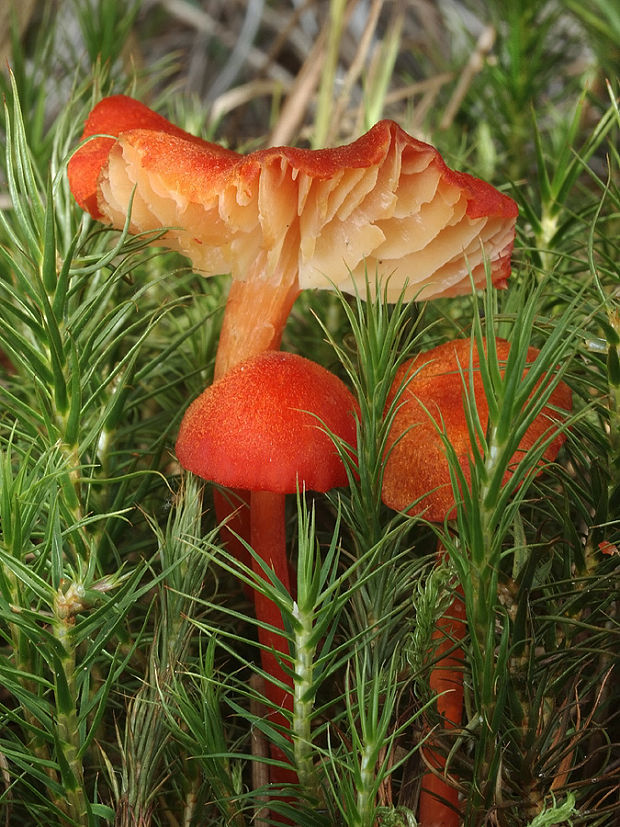 lúčnica mokraďová Hygrocybe helobia (Arnolds) Bon