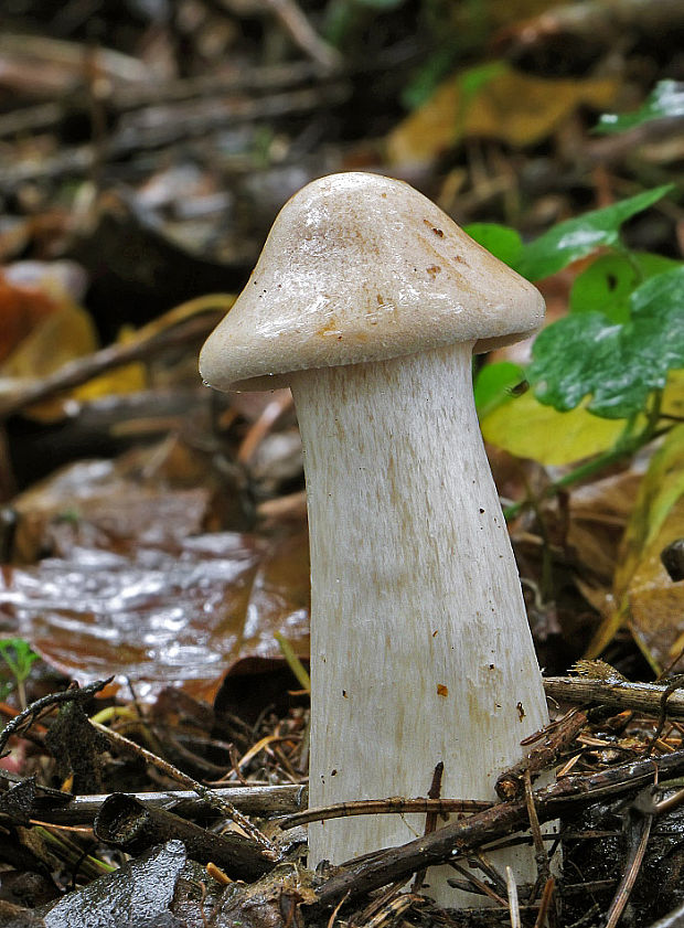 strmuľka veľká Infundibulicybe geotropa (Bull.) Harmaja