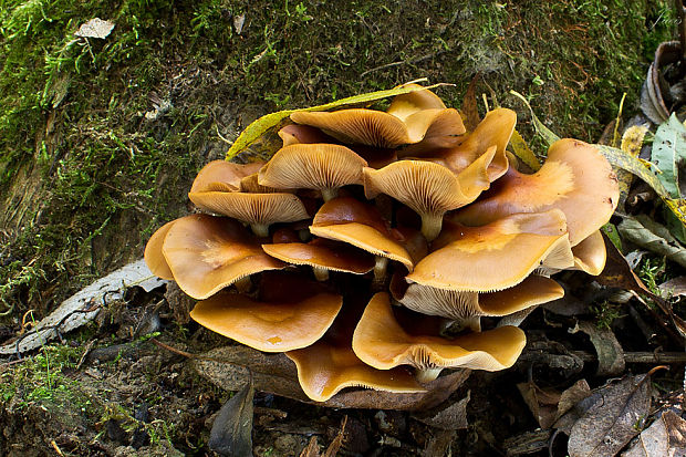 šupinačka menlivá Kuehneromyces mutabilis (Schaeff.) Singer & A.H. Sm.