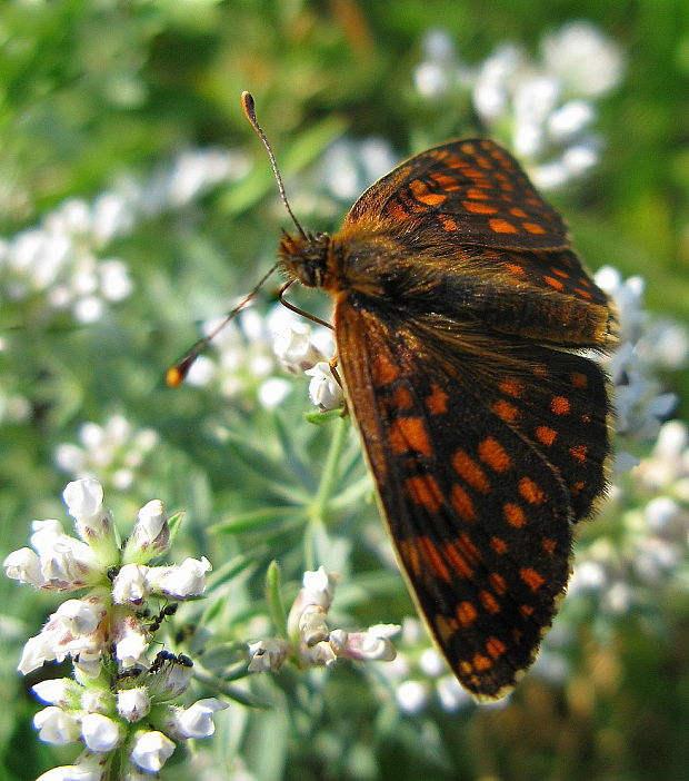 hnedáčik veronikový Melitaea aurelia