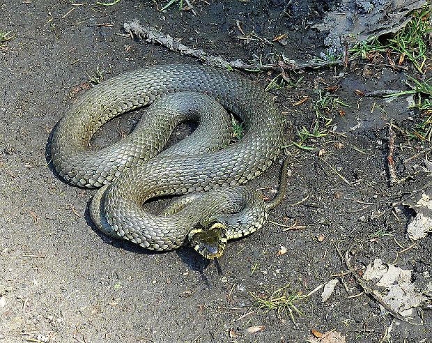 užovka obojková - užovka obojková Natrix natrix   Linnaeus 1758