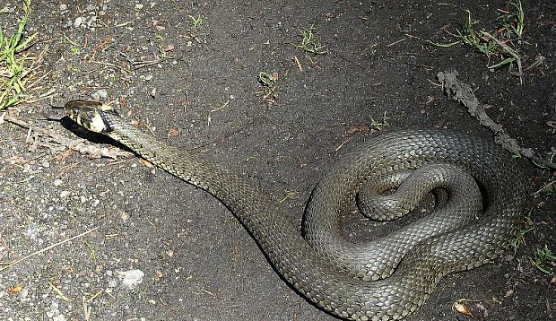 užovka obojková - užovka obojková Natrix natrix   Linnaeus 1758