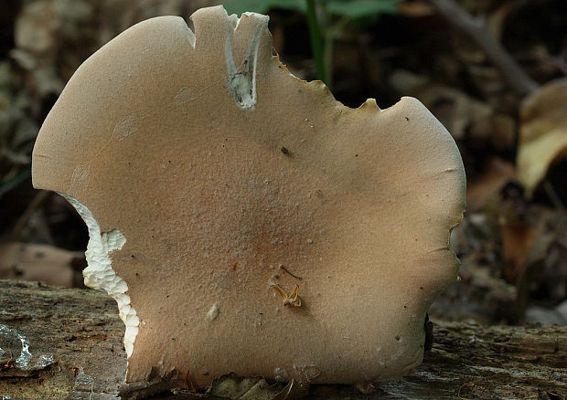 húževnatec pohárovitý  Neolentinus schaefferi Redhead & Ginns