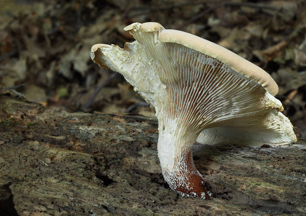 húževnatec pohárovitý  Neolentinus schaefferi Redhead & Ginns